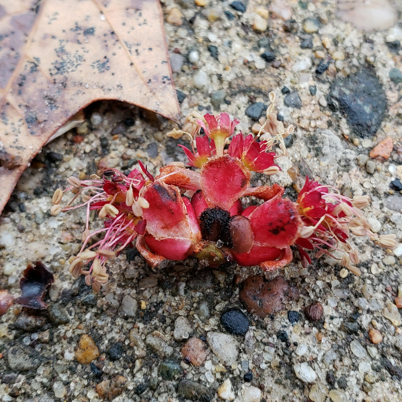 Red Maple Flower Close Up